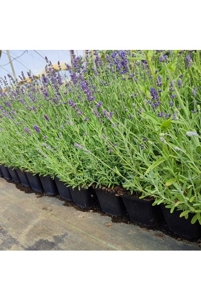 Лаванда Блю Сенд Ерлі саджанці в садовому центрі